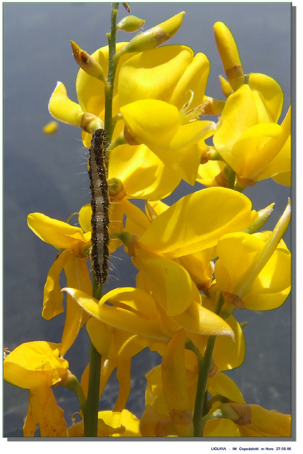 Un bruco sulla ginestra: Uresiphita gilvata